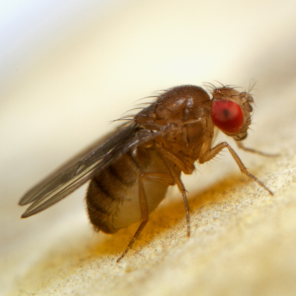 Overige insecten